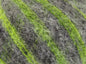 Couleur Baby Alpaga Caress