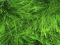 Cils longs 100gr