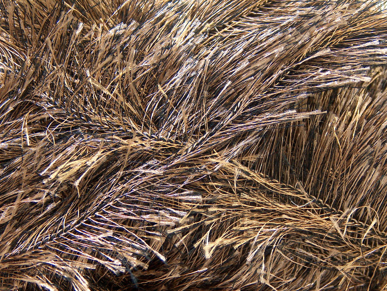 Cils 100gr